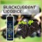 BLACKCURRANT LICORICE